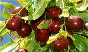 خسارت بیش از ۹ میلیارد تومانی به باغ‌های عناب خراسان جنوبی