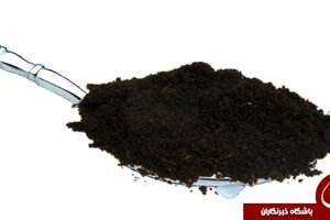 همه چیز درباره پیکا / چرا برخی گچ و خاک می‌خورند؟