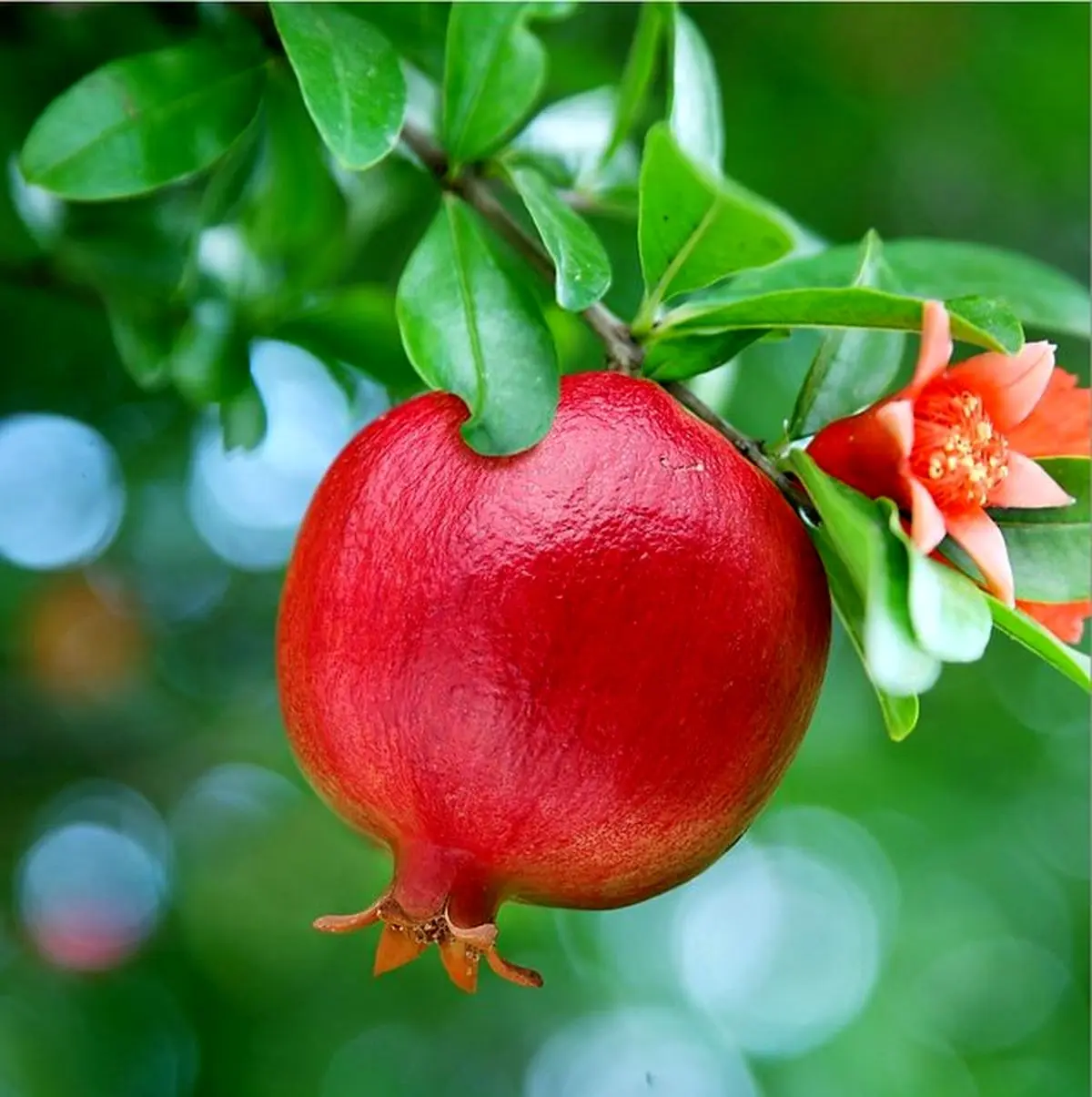 خواص انار و فراورده های آن