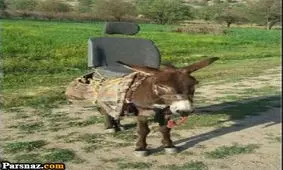 گلچینی از بهترین عکسهای خنده دار