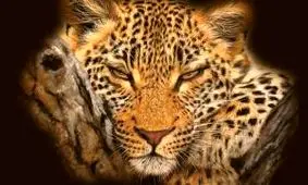 یوزپلنگها شیفته عطرهای مردانه هستند !