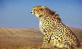 محیط زیست در فاز سوم پروژه حفاظت از یوزپلنگ آسیایی مشارکت مالی می‌کند