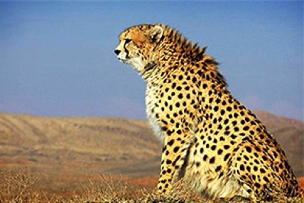 محیط زیست در فاز سوم پروژه حفاظت از یوزپلنگ آسیایی مشارکت مالی میکند