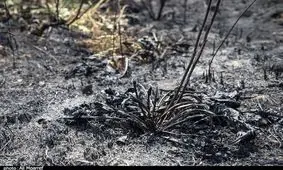 بی‌احتیاطی بیشه‌ای در شهرکرد را به خاکستر بدل کرد