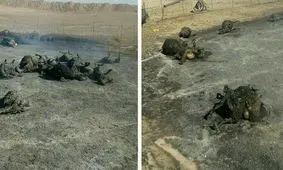 ۱۵۰ رأس دام در آتش سوزی سوختند