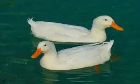 گاز گرفتن مرغابی توسط یک کودک
