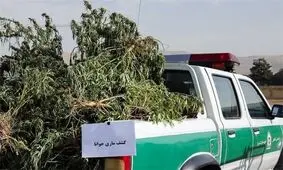 مزرعه ماری‌جوانا با وام ۴۰۰ میلیون تومانی اشتغالزایی از کمیته امداد