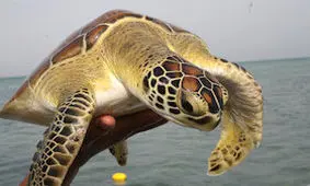 کشف گونه های از نخستین لاک پشت ها در چین