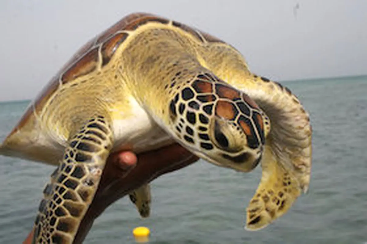 کشف گونه های از نخستین لاک پشت ها در چین