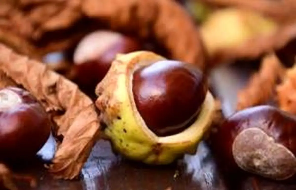 روش های نگهداری و پختن شاه بلوط