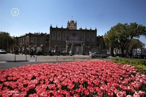 بیش از ۲ میلیون گل لاله بهار ۹۶ در تبریز کاشته می‌شود