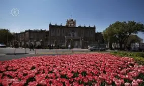 بیش از ۲ میلیون گل لاله بهار ۹۶ در تبریز کاشته می‌شود