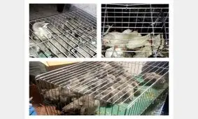 قاچاق 200 پرنده در شلمچه