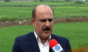 کاشت دو رقم برنج مقاوم به شوری و خشکی تا دو سال آینده در مازندران