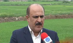 کاشت دو رقم برنج مقاوم به شوری و خشکی تا دو سال آینده در مازندران