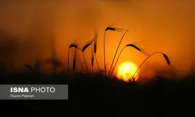 بحران خشکسالی دامن‌گیر بازار جهانی گندم شد