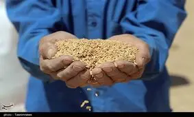 رکورد خرید گندم شکست