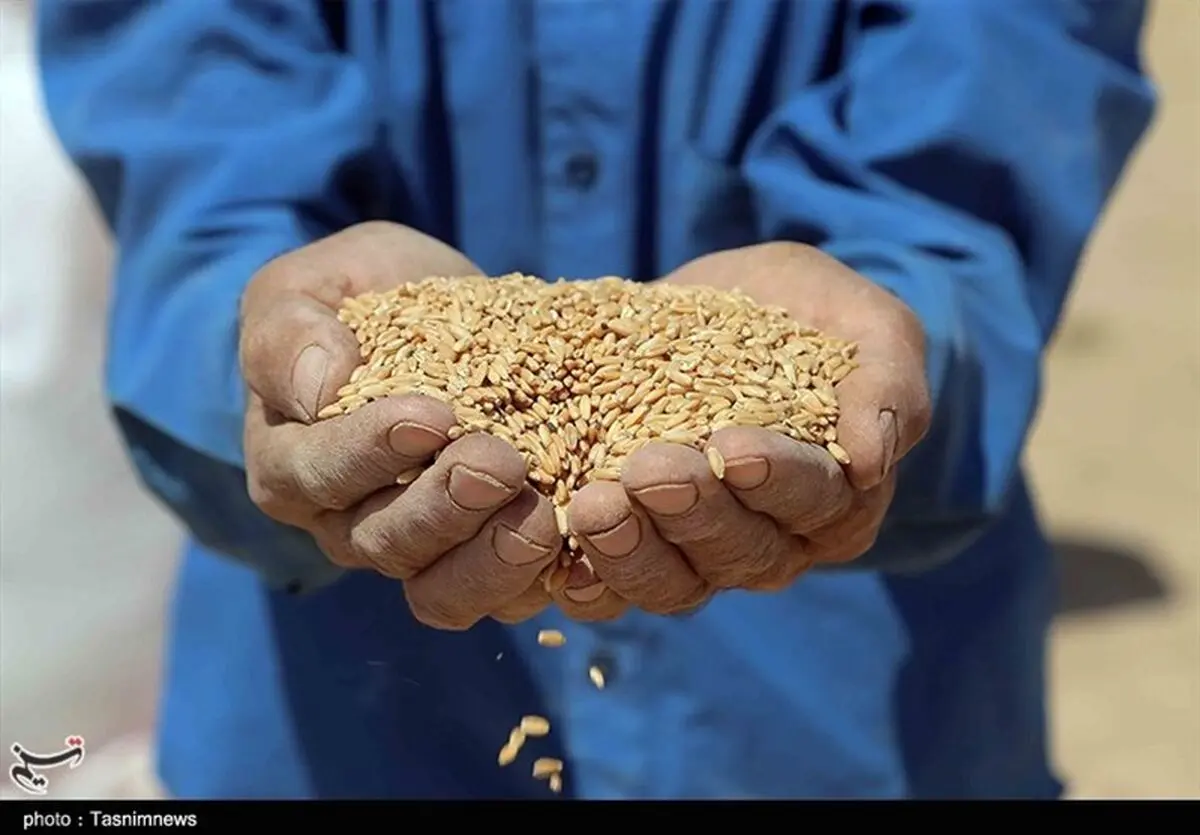 رکورد خرید گندم شکست