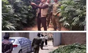 تكذيب خبر كاشت ماري جوآنا در شهرستان دنا با وام اشتغال كميته امداد