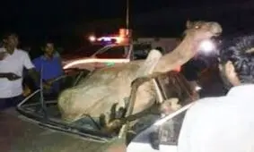 شتر، 4 تن را در جاده ایرانشهر کشت !