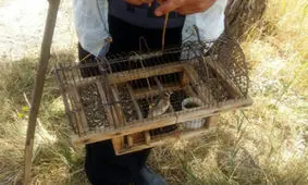 صیاد متخلف در تالاب بین المللی گندمان دستگیر شد