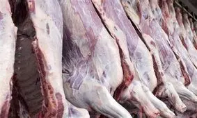 توزیع ۸.۵ تن گوشت گرم گوسفندی وارداتی در استان بوشهر