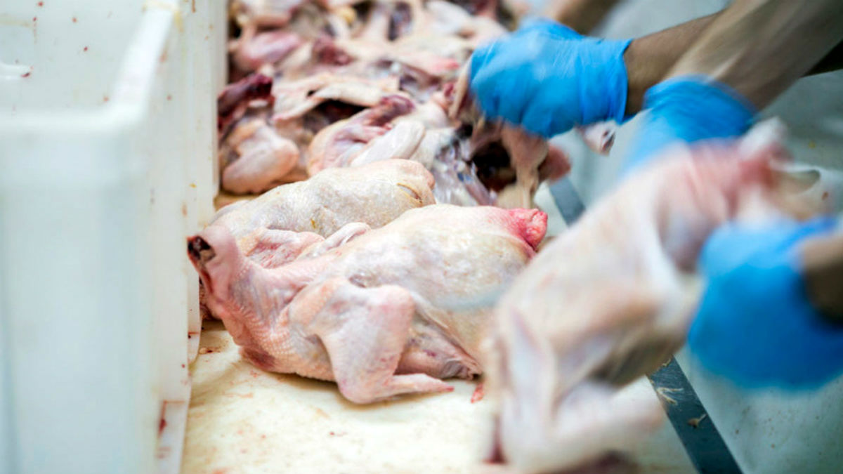 نرخ هر کیلو مرغ در بازار چقدر است؟