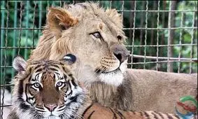 مجوز بازگشایی مجدد و مشروط باغ وحش مشهد صادر شد