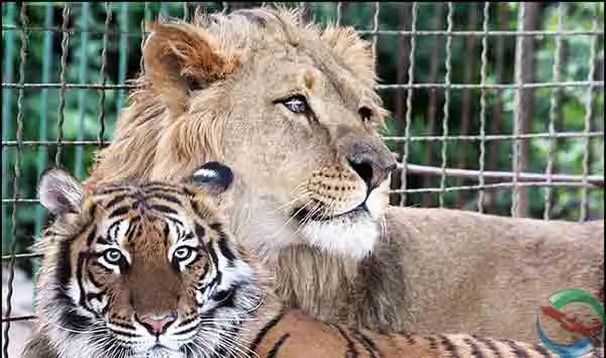 مجوز بازگشایی مجدد و مشروط باغ وحش مشهد صادر شد