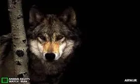 گرگ گرفتار داخل مخزن قدیمی آب در کرمان