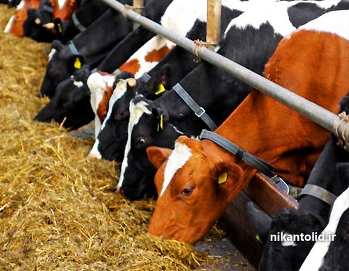 فروش کنجاله سویا بیشتر از ۲۳۰۰ تومان تخلف است/ افزایش ۲۰ درصدی واردات خوراک دام