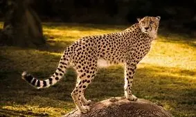 حفظ جان یوزپلنگ آسیایی در پارک ملی توران