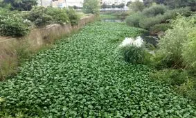 ریشه گیاه سنبل آبی رودخانه محمودآباد را می خشکاند