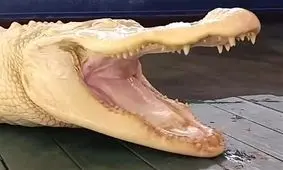 فیلم/«تمساح روح» مروارید باغ‌وحش اورلاندو