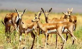 حضور بیشترین جمعیت جبیر سطح کشور در پارک ملی کویر گرمسار