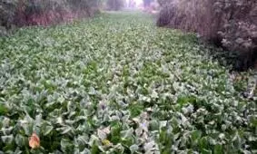 آغاز پاکسازی سنبل آبی در لنگرود