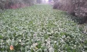 آغاز پاکسازی سنبل آبی در لنگرود
