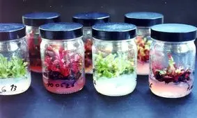 پیشنهاد سود آور معاون وزیر جهاد کشاورزی به افراد جویای کار