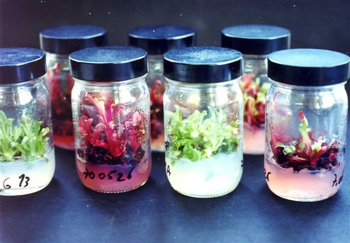 پیشنهاد سود آور معاون وزیر جهاد کشاورزی به افراد جویای کار