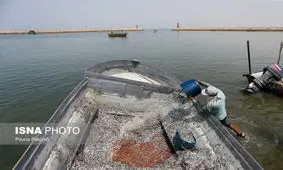 داوودی: باید مشخص شود کدام شرکت‌های ایرانی با کشتی‌های خارجی قرارداد بستند؟