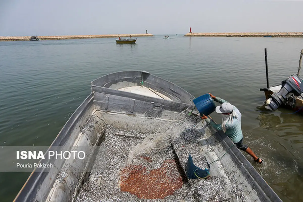 داوودی: باید مشخص شود کدام شرکت‌های ایرانی با کشتی‌های خارجی قرارداد بستند؟