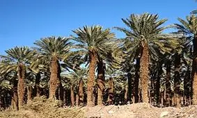 حادثه وحشتناک حین قطع کردن درخت