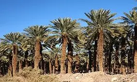 حادثه وحشتناک حین قطع کردن درخت