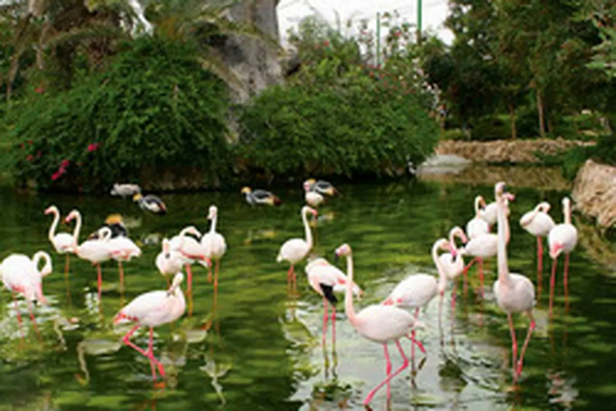 وضعیت نامناسب نگهداری از گونه ها در باغ پرندگان مشهد