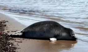 سایه انقراض بر سر تنها پستاندار برجای مانده کاسپین