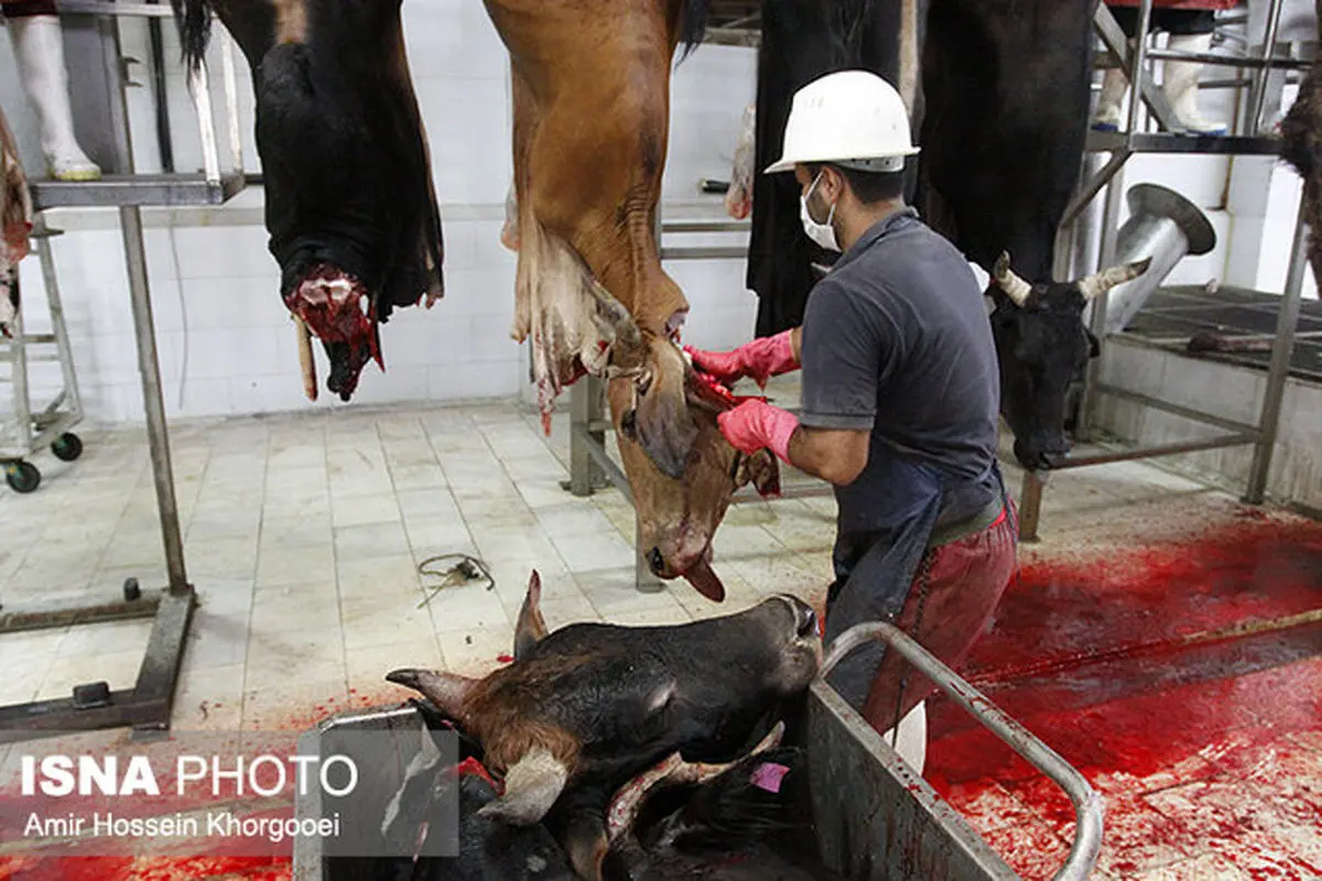 خونریزی کشتارگاه آمل تمام شد!