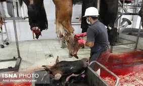 خونریزی کشتارگاه آمل تمام شد!