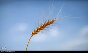 آزمونی که خودکفایی گندم را اثبات می‎کند
