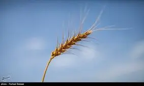 آزمونی که خودکفایی گندم را اثبات می‎کند