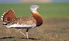 آژیر قرمز برای انقراض میش مرغ به صدا درآمد